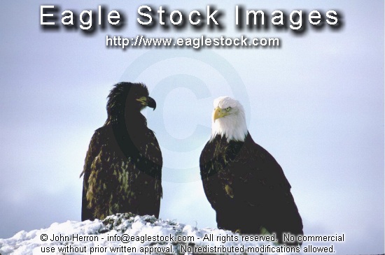 [BEWB2]  American bald eagles picture photo image clip-art stock photography pictures photos images soaring